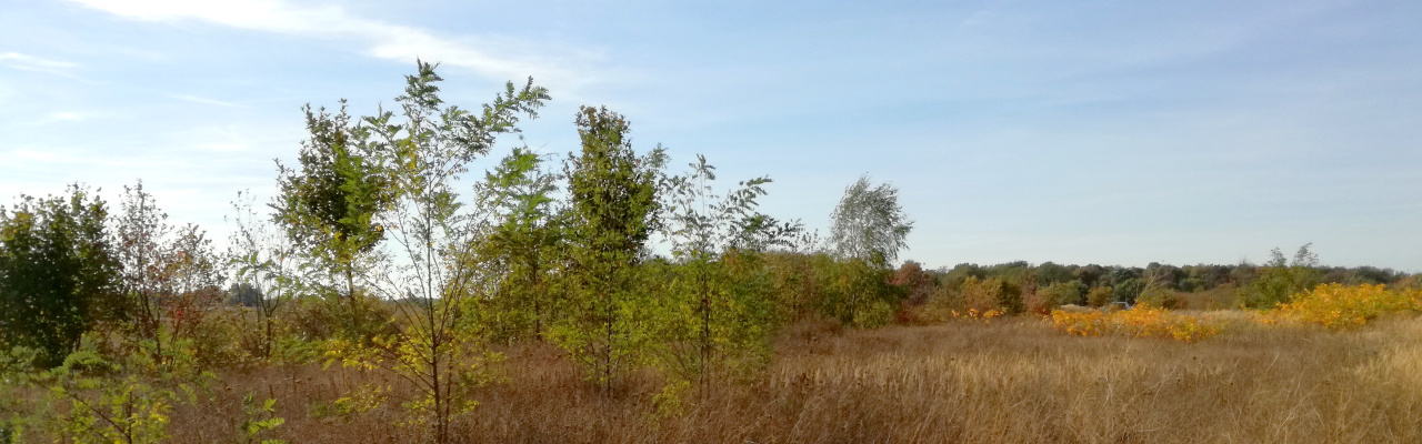 Döberitzer Heide